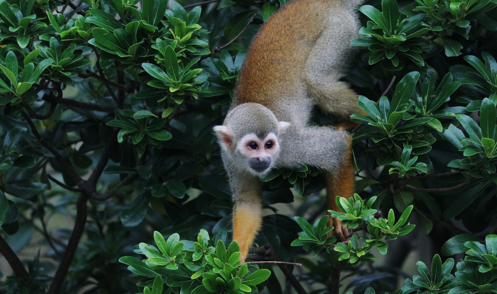 Singe écureuil (saïmiri) dans la canopée amazonienne colombienne